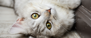 Light grey cat with green eyes laying on its back