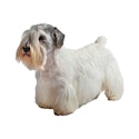 Sealyham Terrier dog