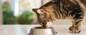 A tabby cat eating from a food bowl