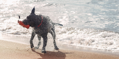 dog playing with frisbee on a beach