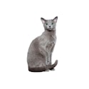 Russian Blue cat