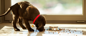 A brown puppy eating kibble