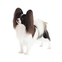 Papillon dog