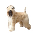 Soft Coated Wheaten Terrier dog