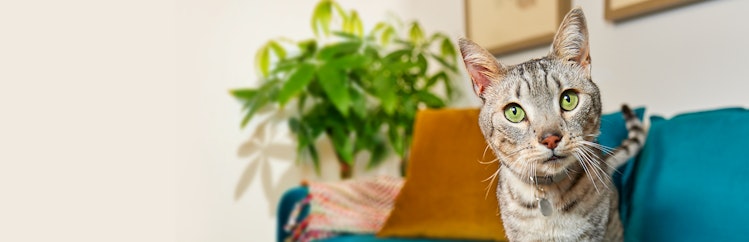 The cat is standing on a blue sofa