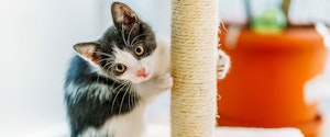 Black and white kitten scratching a scratching post