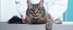 A cat at the veterinarian