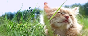 Un chaton orange portant dans l'herbe