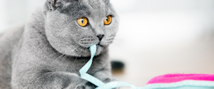 A grey cat playing with string