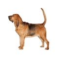 Bloodhound dog