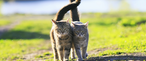 Two cats walking outdoors