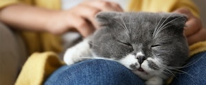 A grey and white cat asleep on owner's lap