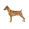 German Pinscher dog