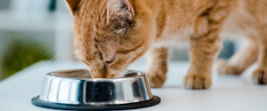 An orange cat eating from a food bowl