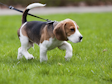 Beagle puppy walking on the grass