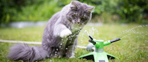 Blue Tabby Maine Coon cat playing with water coming out of a garden sprinkler