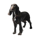 Field Spaniel dog