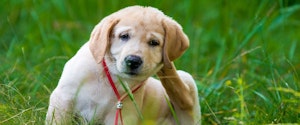 Un chiot se gratte l'oreille