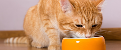 An orange cat eating from an orange food bowl