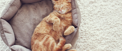 An orange cat sleeping in a cat bed