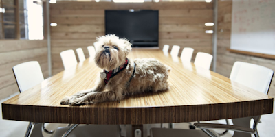 Dog on the table