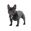 French Bulldog dog