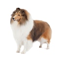 Shetland Sheepdog 