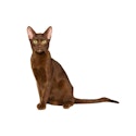 Havana Brown cat