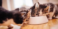 kittens drinking from a bowl