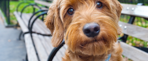 Un chien assis sur un banc de parc