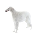 Borzoi dog