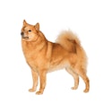 Finnish Spitz dog