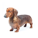 Dachshund dog