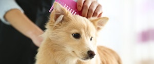 A dog being groomed