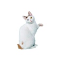 Japanese Bobtail cat