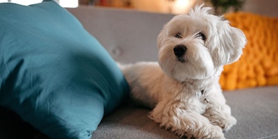 small breed white dog lying on a couch