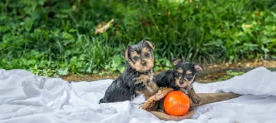 Two puppies laying on a blanket with baseball equipment