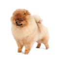 Pomeranian dog