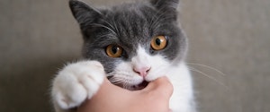 A grey and white cat with brown eyes biting a person's hand