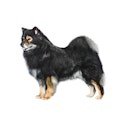 Finnish Lapphund dog