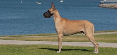 Great Dane standing 