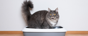 A grey cat using its litter box