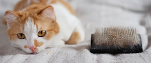 Orange cat laying next to hairbrush