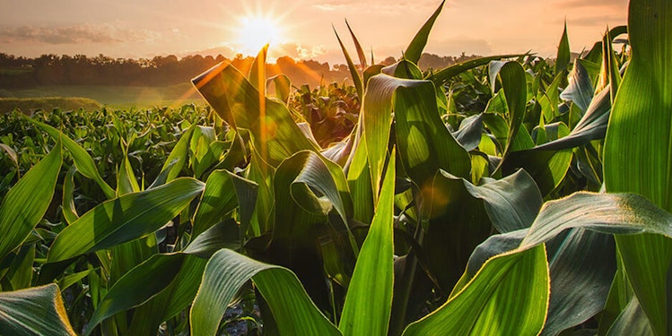 Corn field where Purina ingredients are sourced from.