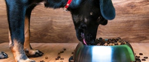 A dog eating kibble from a bowl