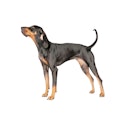 Black and Tan Coonhound dog