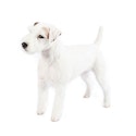 Parson Russell Terrier dog