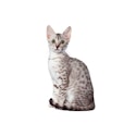 Egyptian Mau cat