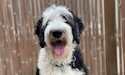 Photo de Krypto, un Sheepadoodle blanc et noir