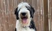 Picture of Krypto, a black and white sheepadoodle